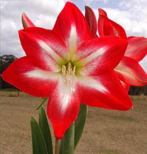 Lord Dennis - single - bright red out - white in  - Maguire Hippeastrum
