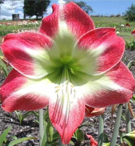 Lordship - single - crimson out - lime in  - Maguire Hippeastrum