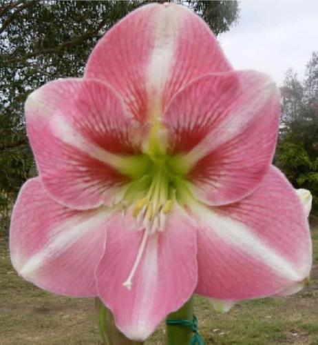 Lorna May - single - pink - dark whiskers - light midribs - lime center - single - Maguire Hippeastrum