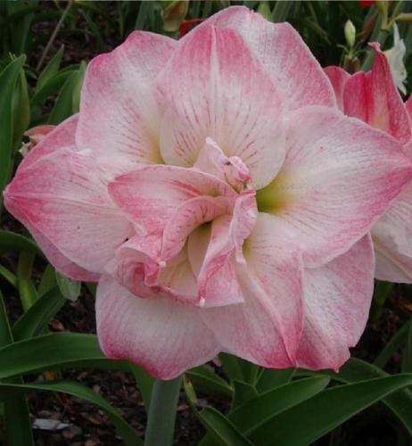 Lovely Lady - Double - soft creamy pink - Maguire Hippeastrum