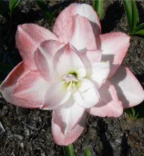 Lovers Kiss - Double - White - apricot blush out - Maguire Hippeastrum