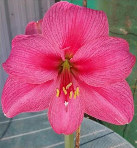 Lovers Leap - single - solid pink - dark center blush - mauve sheen - sparkle - Maguire Hippeastrum