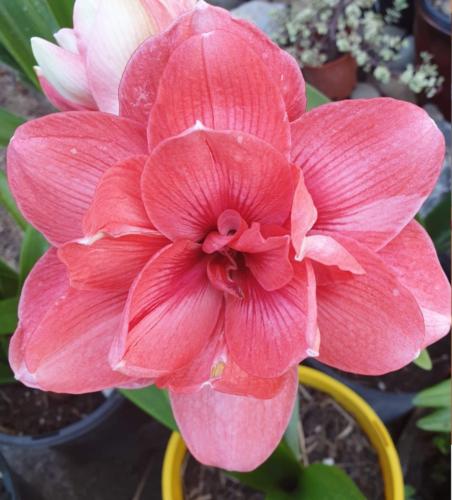 Lurlines Wonder - Maguire Hippeastrum Double - Pink - Lexie Burton