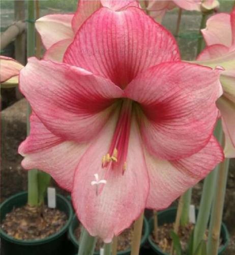 Magic Tough - single - crimson - creamy pink - 2 tone - Maguire Hippeastrum