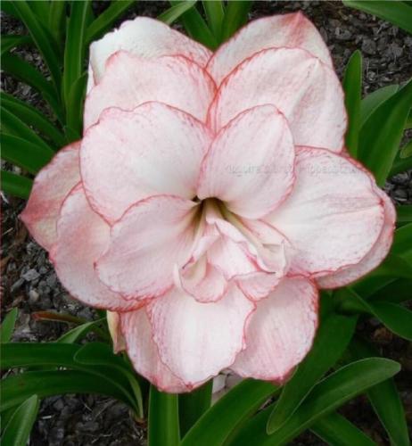 Magical journey - Double - creamy - pink - picotee - Maguire Hippeastrum