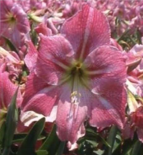 Maguire's Apple Blossom - pink - light midrib - single
