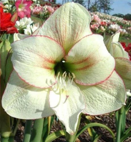 Maguire's Envy - single - Lime - picotee - whiskers - Maguire Hippeastrum