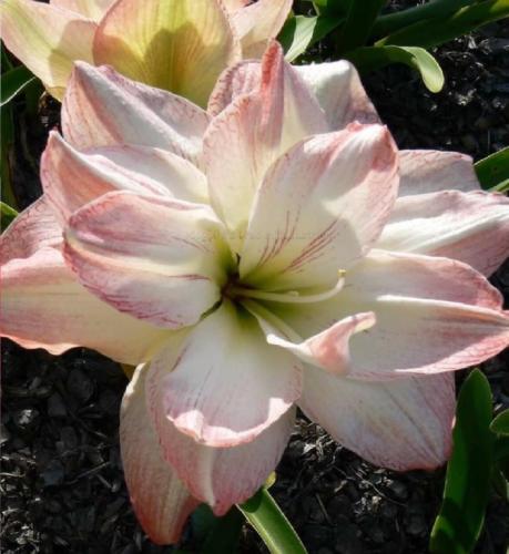 Mammoth - double - white - pale pink edges - Maguire Hippeastrum