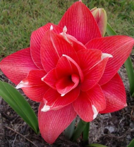 Manyana - Double - crimson - light tips - Maguire Hippeastrum