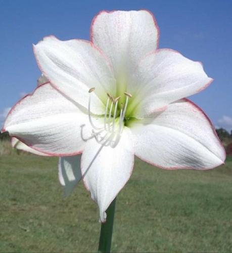 Margaret - single - white - picotee - Maguire Hippeastrum