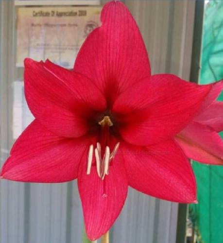 Margie Bruton - single - solid crimson - Star - red - dark throat - Maguire Hippeastrum
