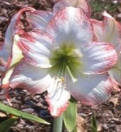 Megan Malone - white - single brushed salmon edge - Maguire Hippeastrum