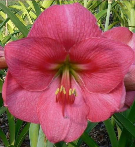 Melissa Jane - single - crimson pink solid - Maguire Hippeastrum