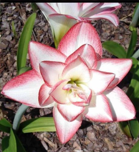 Millennium Star (Mellenium)- double - white - raspberry blush edges - Maguire Hippeastrum