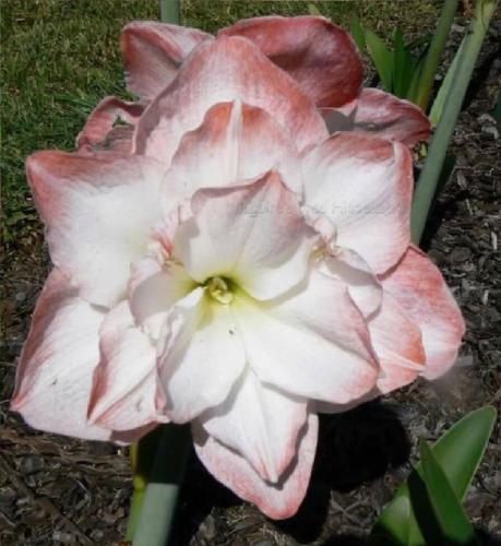 Mermaid - double - white  - pale blush edge - Maguire Hippeastrum