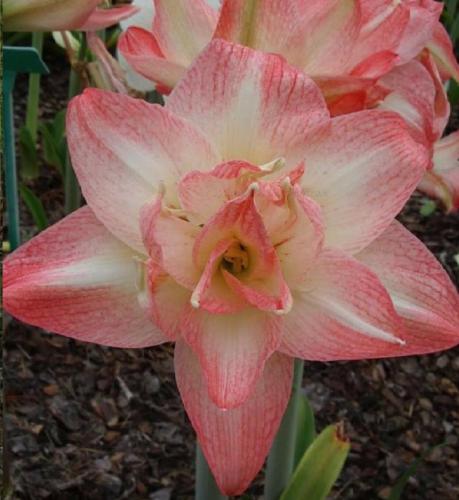 Michelle Maree - double - apricot & light - Maguire Hippeastrum