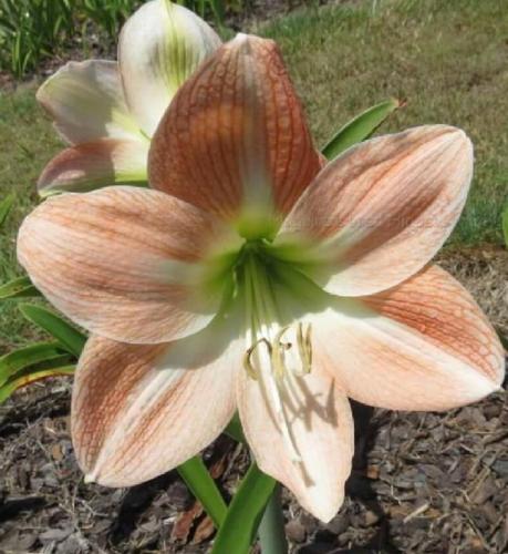 Milady's Magic - single - pale apricot - light throat - Maguire Hippeastrum