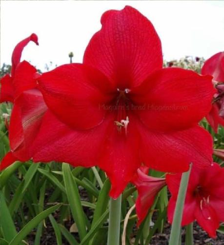 Monterey - single -red - dark throat - Maguire Hippeastrum