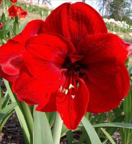 Morag Burg - single - red - dark throat - Maguire Hippeastrum