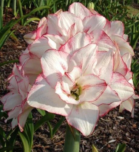 Morning Star - double - white - raspberry picotee - Maguire Hippeastrum