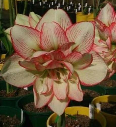 Mossberry Avenue - double - cream - raspberry - stripes - picotee edge - Maguire Hippeastrum