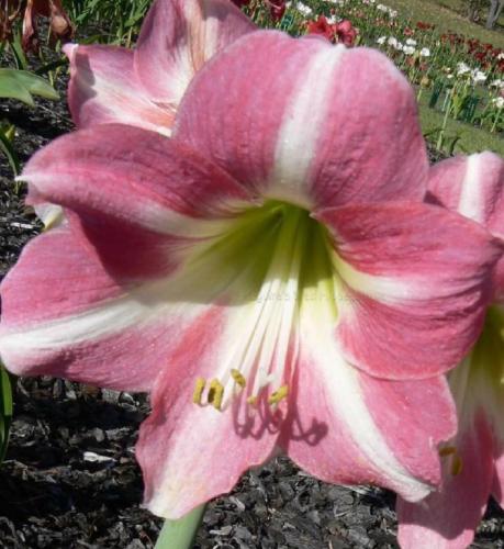 Mountain Maid - single - mauve pink - light midrib - Maguire  Hippeastrum