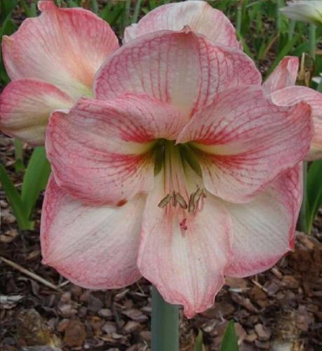 Mountain Pride - single - pale pink - muted - Maguire Hippeastrum