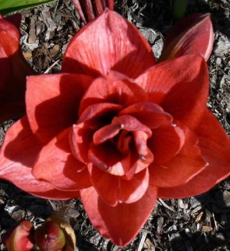 Mountain Top - double - rusty orange - Maguire hippeastrum