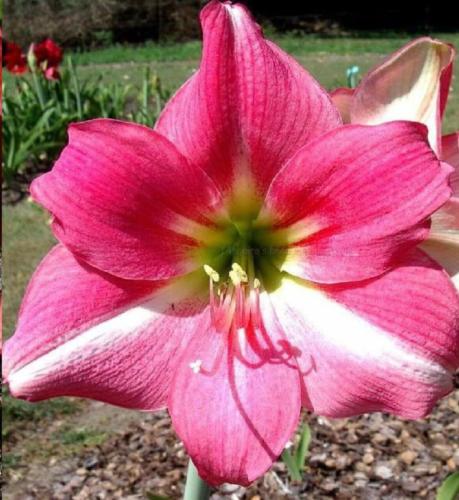 Moville - single - hot pink - light lower midrib - Maguire hippeastrum