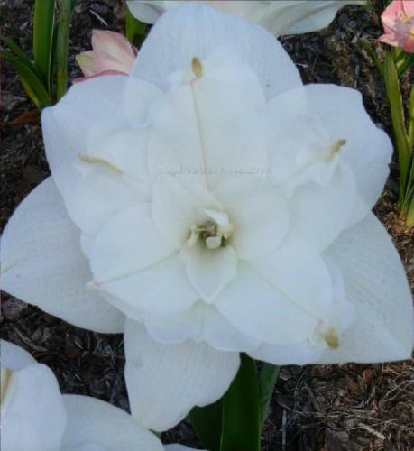 Mt Cook - double - white - Maguire hippeastrum