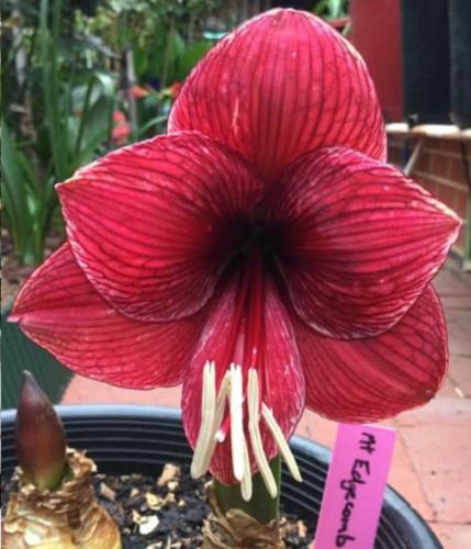 Mt Edgecombe - single Hippeastrum - Painted dark crimson - Darkest throat - Photo courtesy of Gino Klein