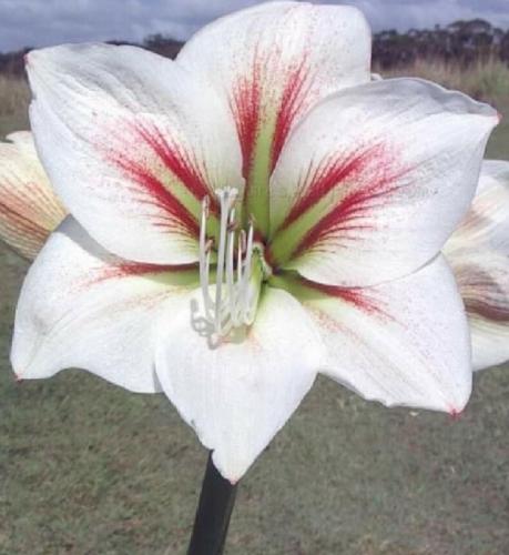 Mumma Mia - white -  whiskers - contrasting midrib - Maguire hippeastrum