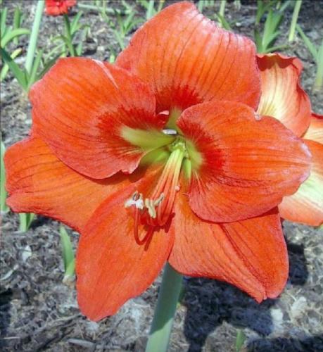 Mum's orange - single - bright rustry - solid sparkley - Maguire hippeastrum