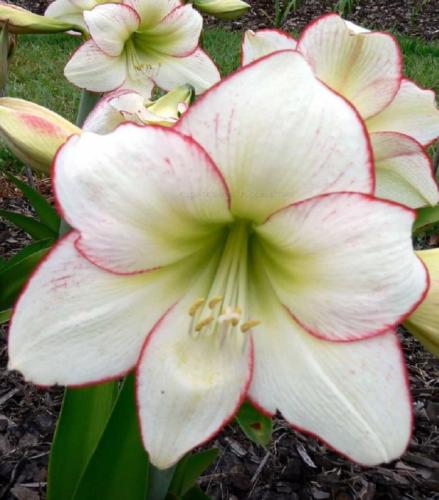 My Picotee - white - single - creamy lime -  - raspberry picotee edge - Maguire hippeastrum