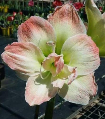 Mystery - double - lime - apricot edge - Maguire hippeastrum