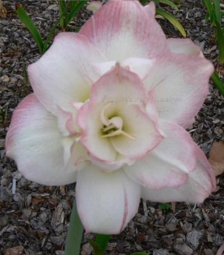 Mystic Paradise - double - white - dusty picotee - Maguire  Hippeastrum