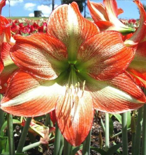 Naomi - single - cream - lime - orange - stripe - spots & edge - Maguire  Hippeastrum