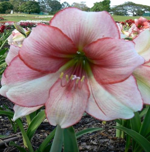 Natalie - single - cream - raspberry edge - pink face - Maguire Hippeastrum