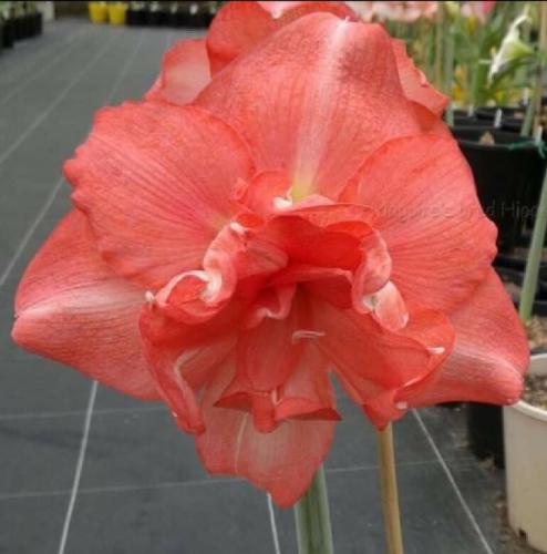 Natasha - double - apricot - Maguire  Hippeastrum