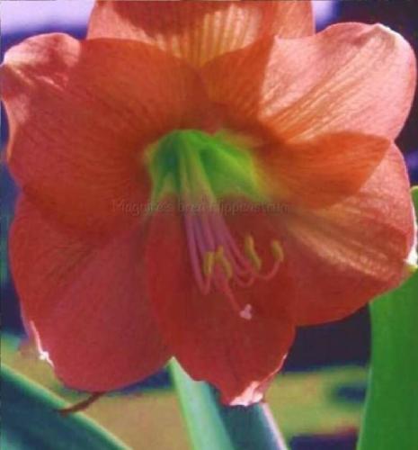 Naughty Norma - Dusty pinky orange - single - Maguire  Hippeastrum