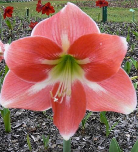 Nebo Road - single - pink - red patches  - light midribs - Maguire  Hippeastrum