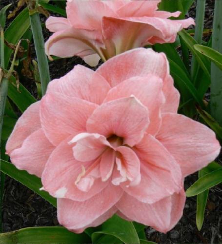 Nellie Maguire - pale pink - double   Hippeastrum