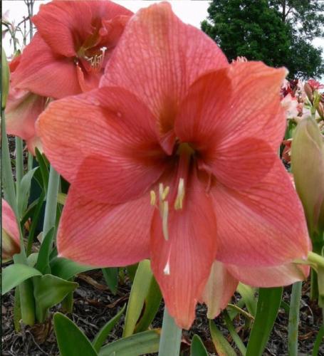 New England - single - dusty pink - dark center - Maguire  Hippeastrum