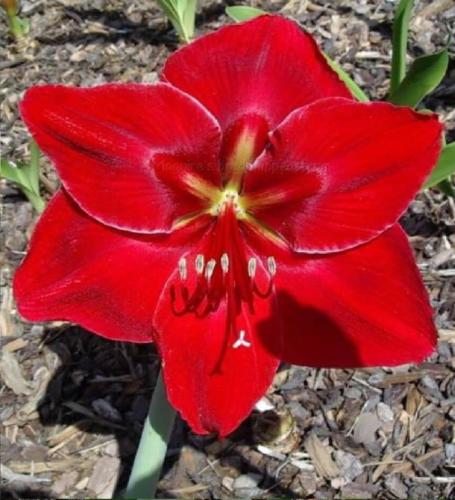 New Surprise - single - dark red - light picotee edge  - Maguire  Hippeastrum