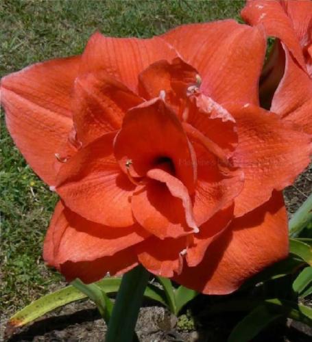 Newby - orange - double - Maguire  Hippeastrum