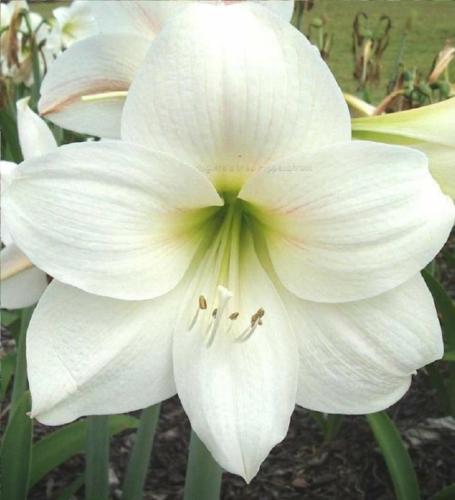 Nicola Jane - white single -  Maguire  Hippeastrum