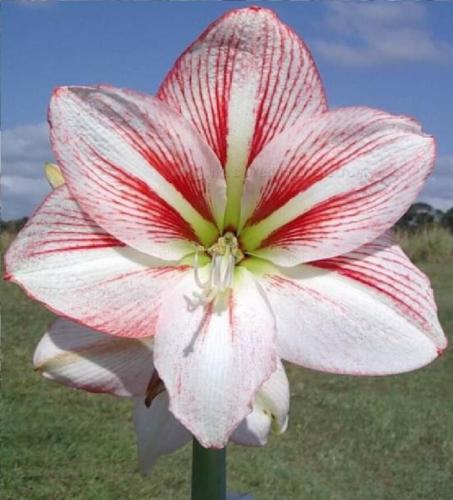 Nischa - single - cream - pink & red stripe - light midribs - Maguire  Hippeastrum