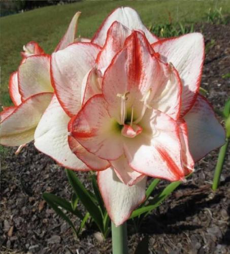 Northern Lass - double - creamy white - watermelon picotee edge - Maguire  Hippeastrum