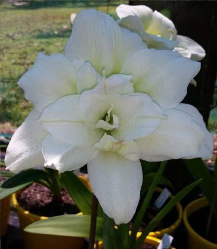 Norwegian Prince - double - pure white - Maguire  Hippeastrum