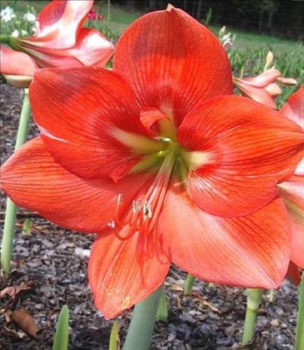 Orange Gloria - shapely - stripe - light star center - Maguire  Hippeastrum